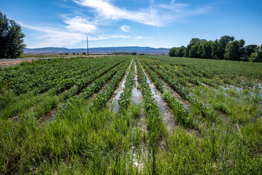 Soybean field 